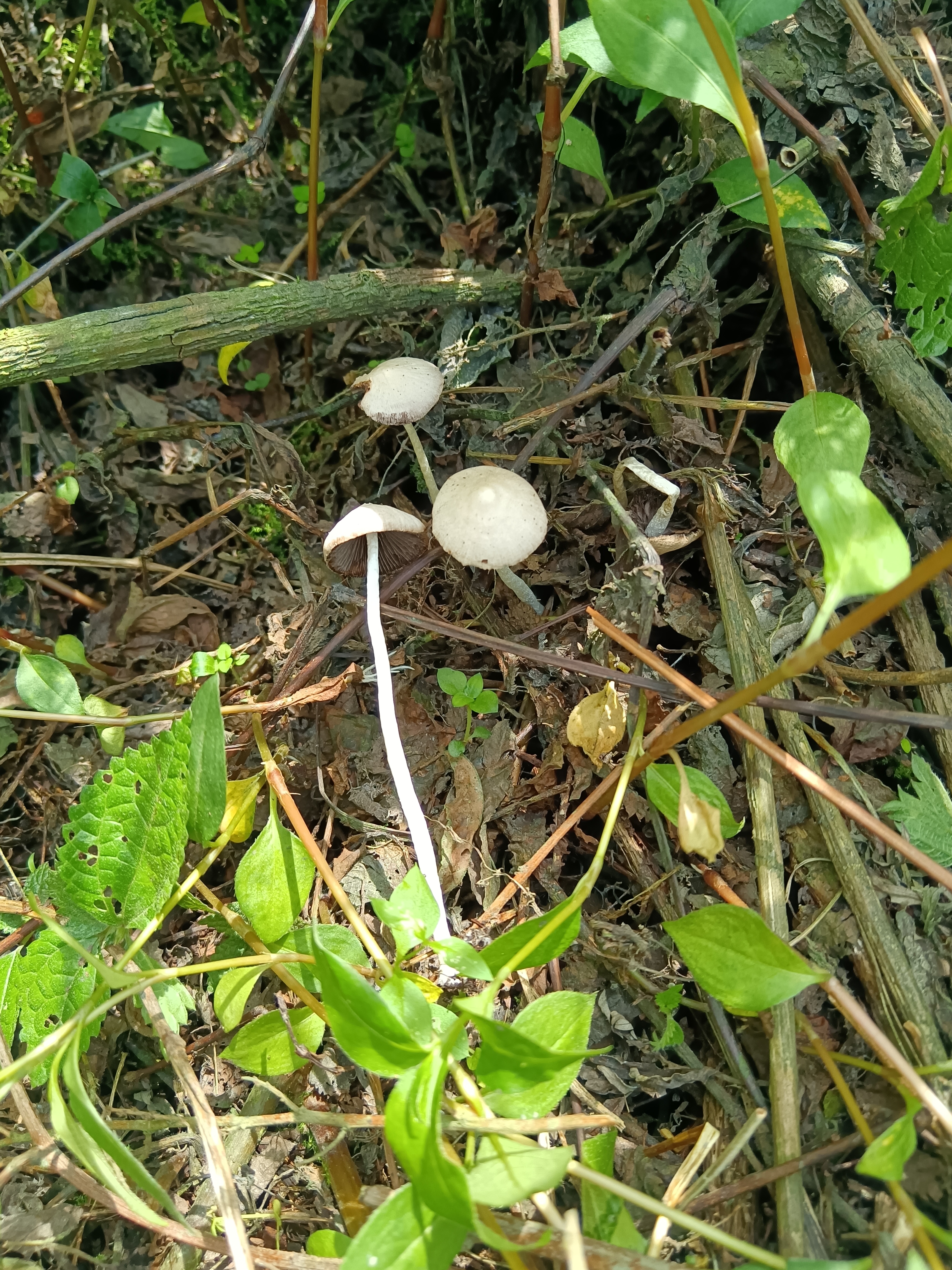mushroom-image